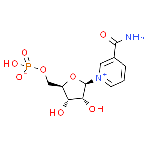 β-煙酰胺單核苷酸；NMN